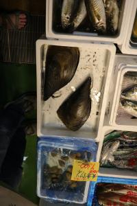 Giant shellfish - Do you consider this giant shellfish adventerous? Check the google photos album for video it being opened and prepared!